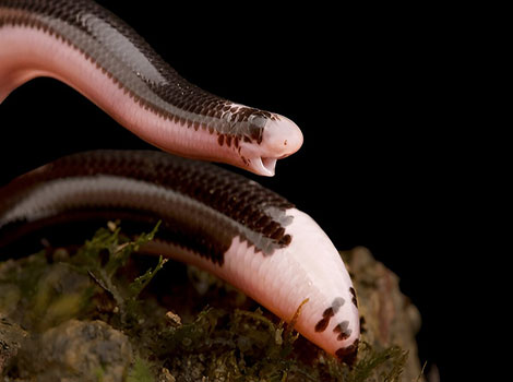 Jerdon's Worm Snake tiny, slender, and burrowing reptile
