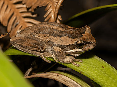 Jervis Bay tree frog with vibrant green skin