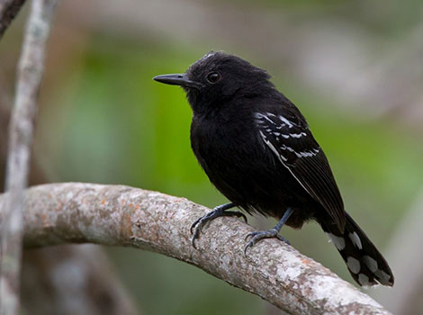 Jet antbird with glossy black feathers