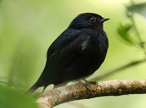 Jet manakin perched with glossy plumage