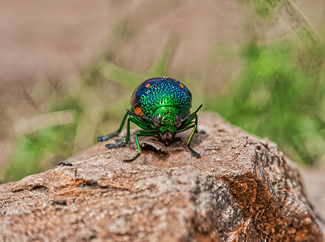 Jewel beetle with iridescent green, blue, and red hues