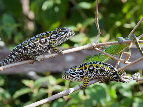 Jewelled Chameleon green and turquoise reptile with unique feet