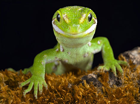 Jewelled Gecko small, brightly colored lizard with sticky toe pads