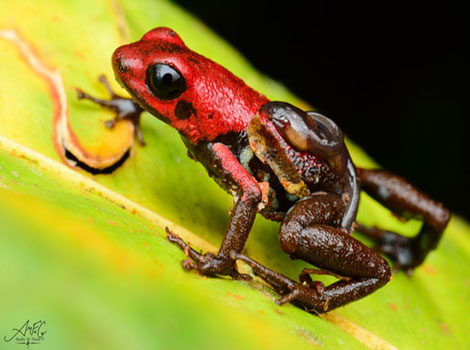 Jobi tree frog with green and spotted skin