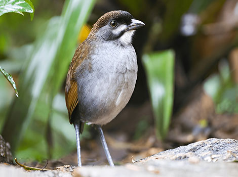 Jocotoco antpitta with white-streaked throat