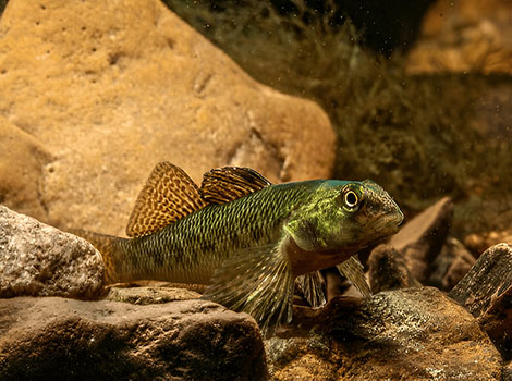 Johnny darter with golden hues