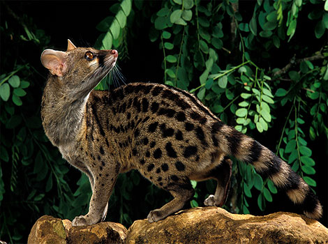 Johnston's Genet white-spotted coat and long tail