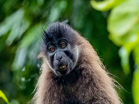 Johnston's Mangabey dark fur and white eyelids