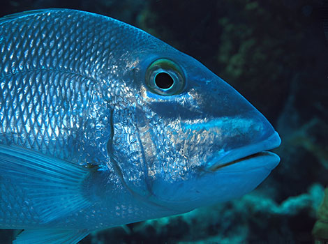 Jolthead porgy with silver and yellow scales