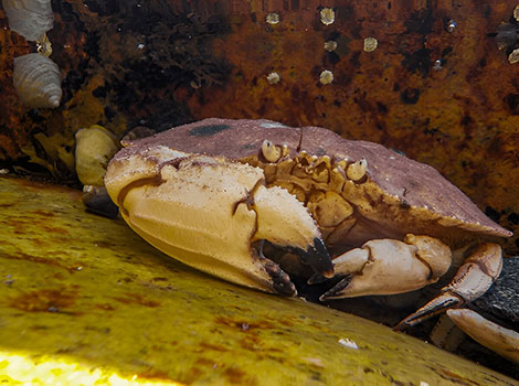 Jonah crab on rocky coastal habitat
