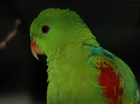 Jonquil parrot with yellow-green feathers