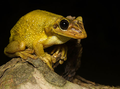 Jordan’s casque-headed tree frog with helmet-like structure