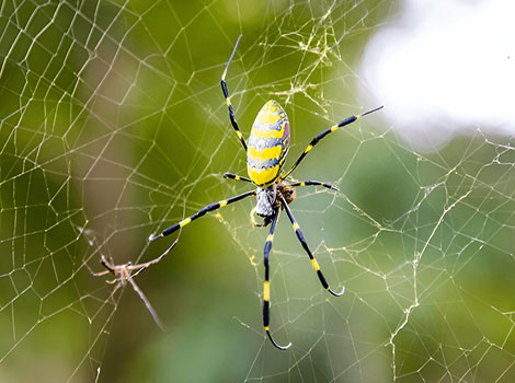 Joro spider with bright yellow and black markings