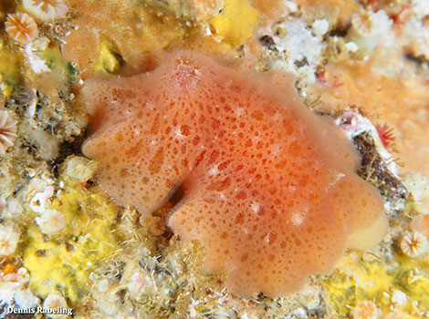 Jorunna efe crawling on coral reef