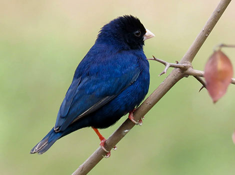 Jos plateau indigobird with glossy blue coat