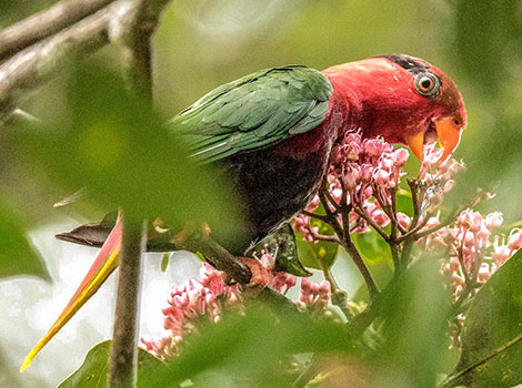 Josephine's lorikeet feeding on flowers
