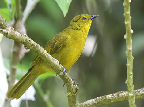 Joyful greenbul with brownish plumage