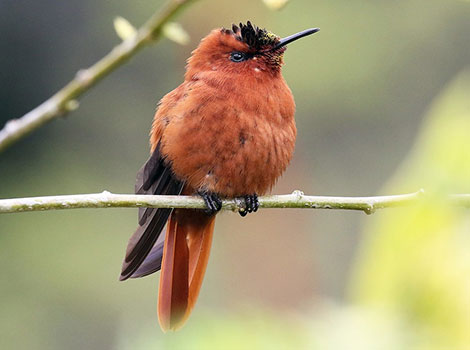 Juan Fernández firecrown with fiery red crest