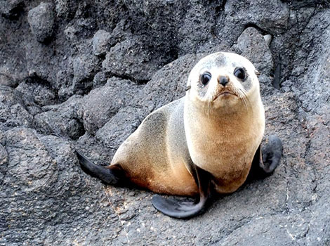 Juan Fernández Fur Seal dark brown fur and large eyes