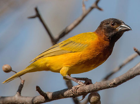 Juba weaver constructing nest in tree