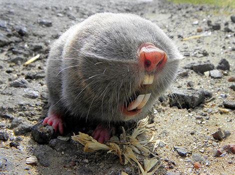 Judean Mountains Blind Mole-Rat small eyes and powerful claws