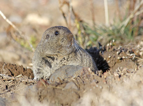 Jujuy Tuco-Tuco small rodent with strong claws
