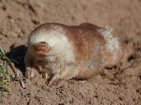 Juliana's Golden Mole shimmering golden fur and tiny feet