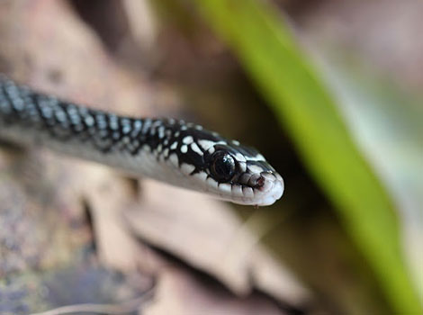 Julia's Ground Snake slender and non-venomous with reddish coloration