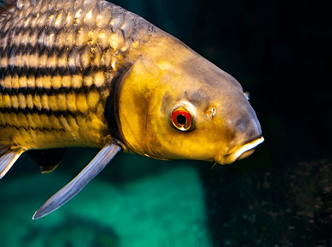 Jullien's golden carp with shimmering scales