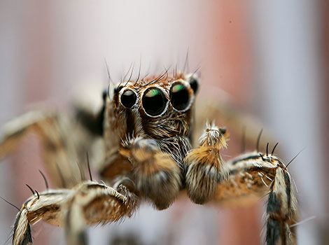 Jumping spider with forward-facing eyes