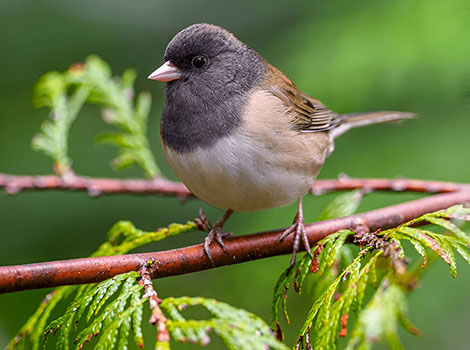 Junco small songbird with dark hood and white belly