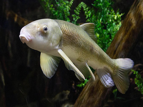 June sucker fish with silvery body