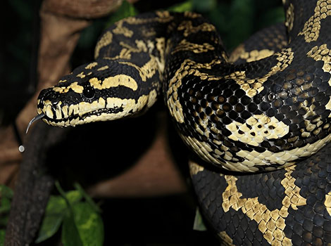 Jungle Carpet Python with black and gold/yellow scales