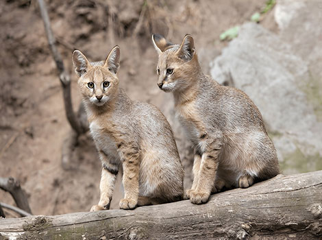 Jungle Cat sandy coat and pointed ears in wetlands