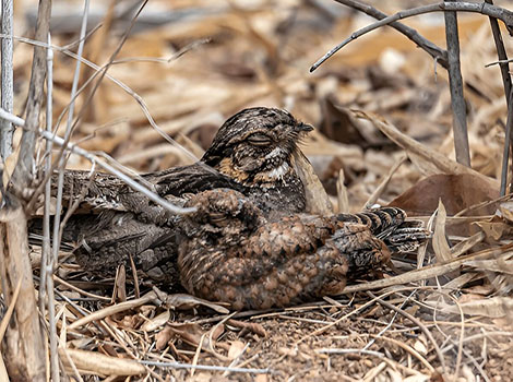 Jungle nightjar with camouflaged feathers