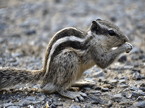 Jungle Palm Squirrel reddish-brown fur and bushy tail