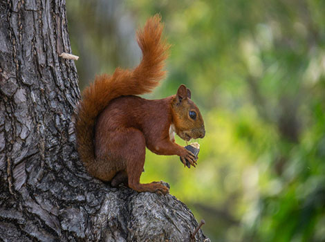 Junín Red Squirrel reddish fur and bushy tail