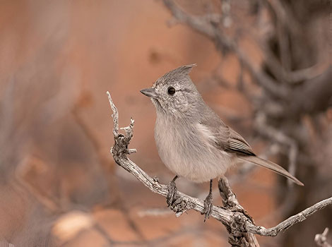 Juniper Titmouse small gray songbird with perky crest