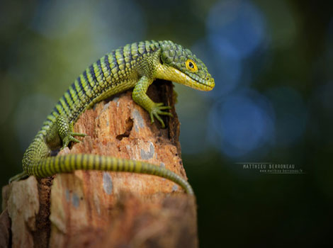 Juventud Least Gecko small insectivorous reptile with yellow markings