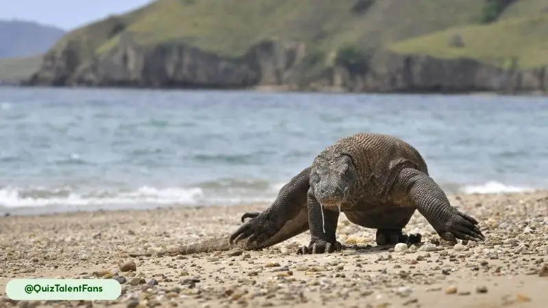 The Komodo dragon, a venomous lizard native to a few Indonesian islands, can grow up to three meters long and run at 20 km/h
