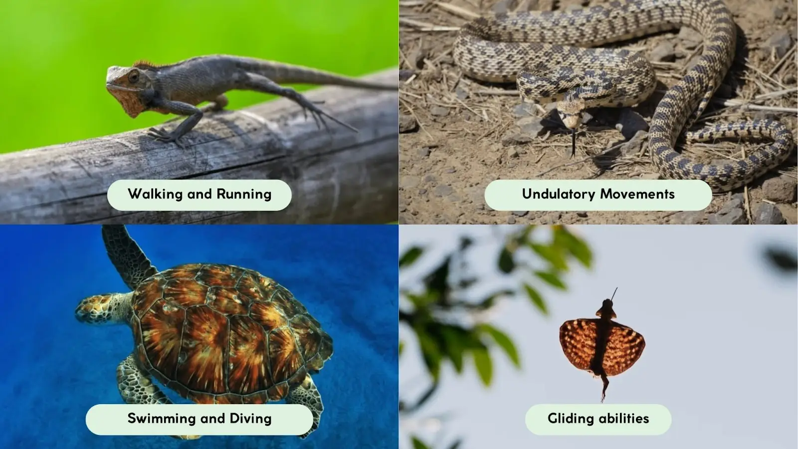 movement and locomotion reptiles