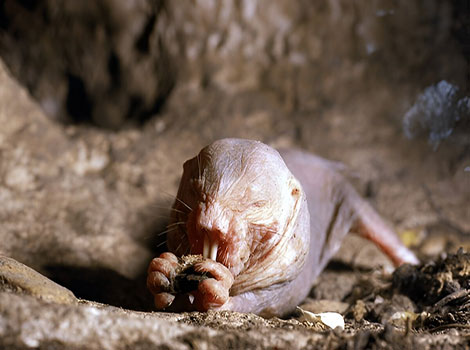 naked mole rat and underground burrow