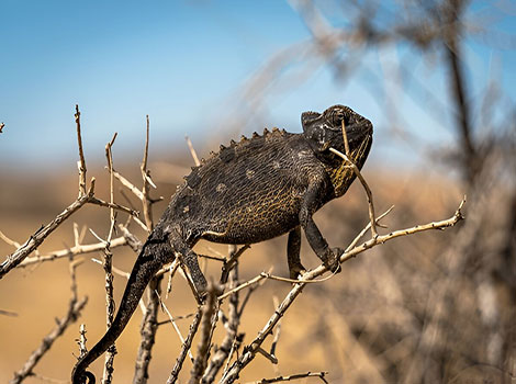 namaqua chameleon and color change for temperature regulation