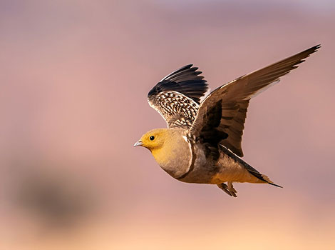 namaqua sandgrouse bird and desert waterhole