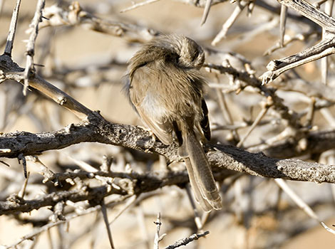 namaqua warbler bird and reed habitat