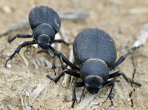 namib desert beetle and fog water collection