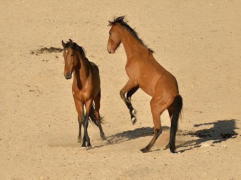 namib desert horse and desert adaptation