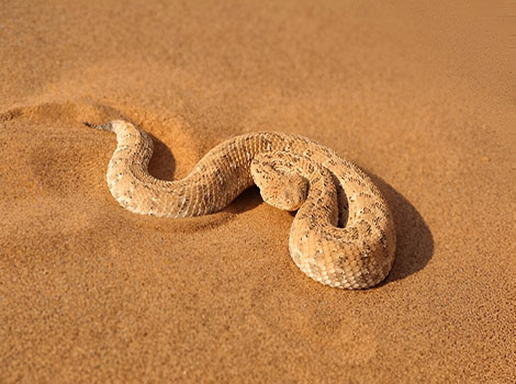namib desert viper and sand camouflage in ambush position