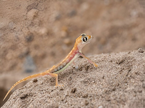 namib sand gecko and webbed feet adaptation in desert