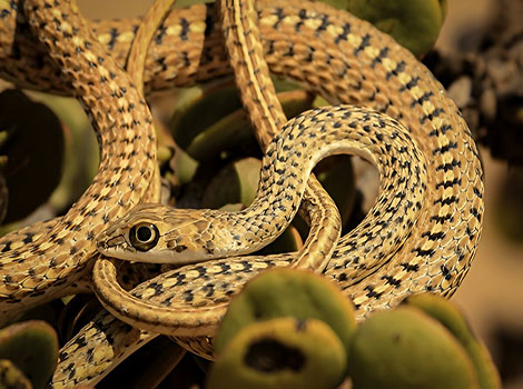 namib sand snake and speed adaptation in desert habitat